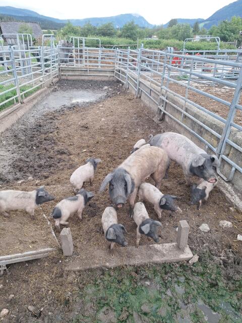 Schwäbisch-Hällische Bio-Ferkel