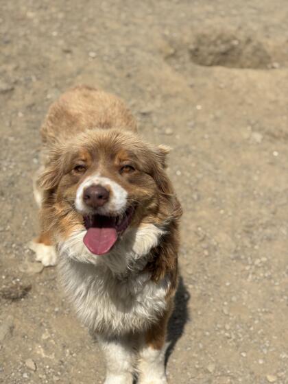 Australian Shepherd mit Ahnentafel