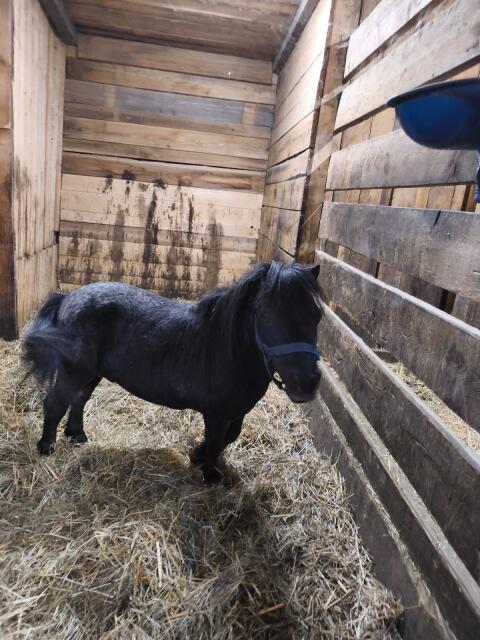 Ponywallach