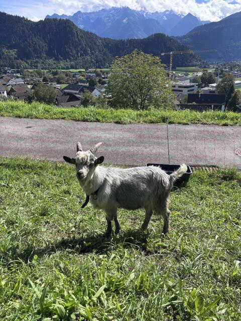 Blobe Bock