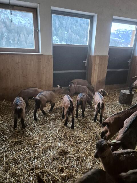 Schlachtkitze männlich