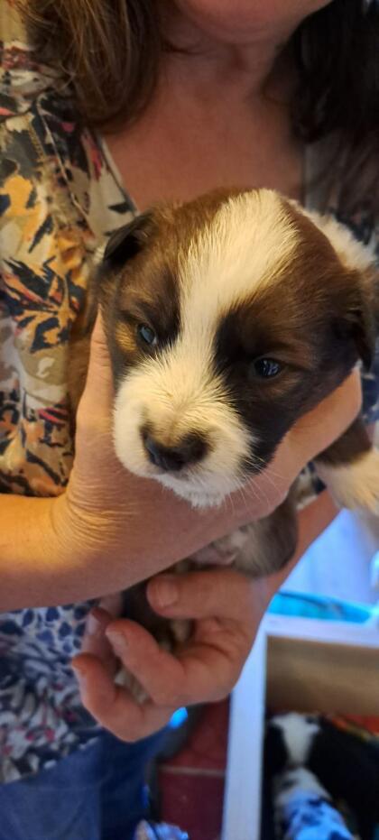 Border Collie Australian Shepherd Mischlingswelpen