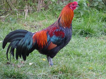 Deutsches Buschhuhn