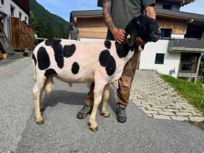 Tscheggenwidder