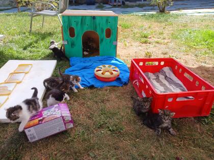 2 süße Kleinkatzen zu vergeben