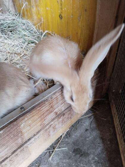 Gelber Riese