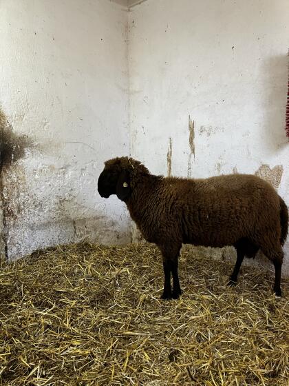 Widder Braunes Bergschaf