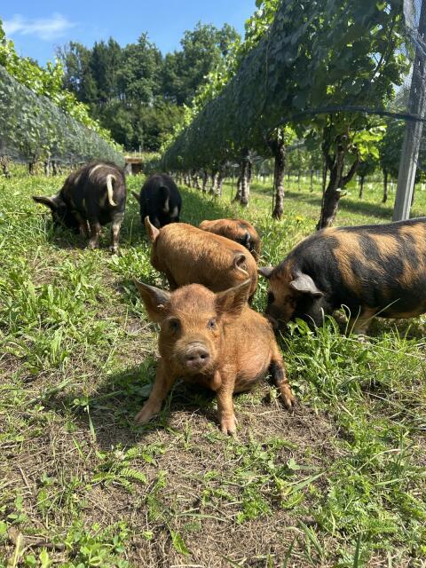 Kune Kune Schweine