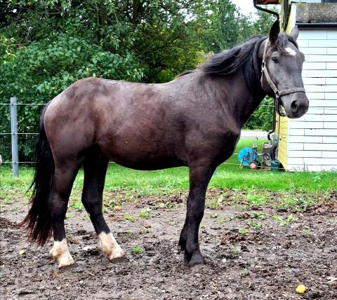 Noriker Wallach 2,5 Jahre