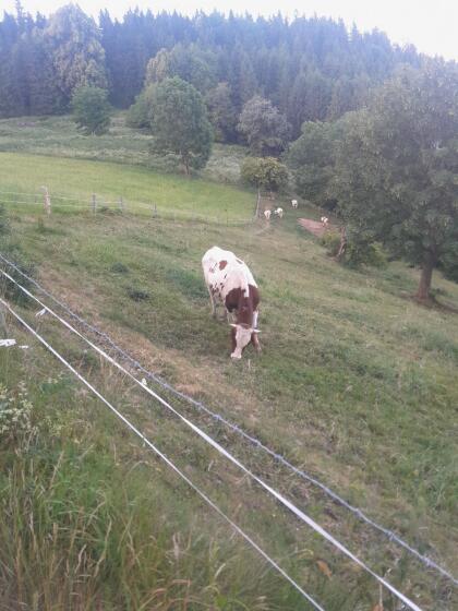 HF/FV Stier