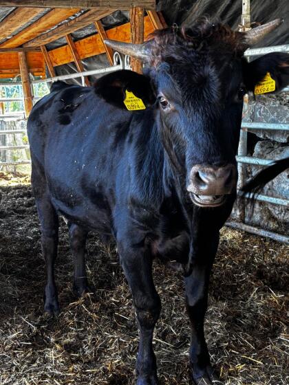 Wagyu Fullblood