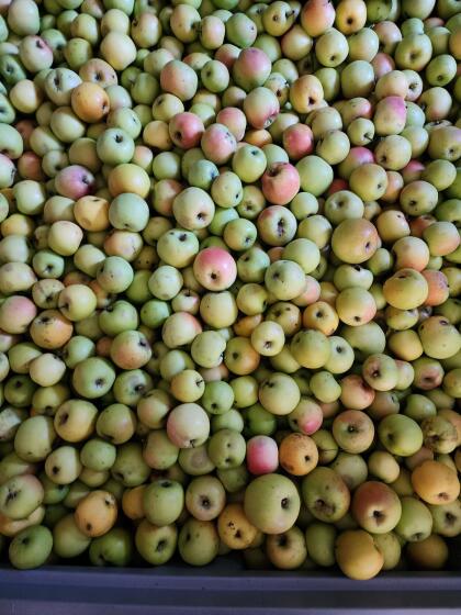 Äpfel Streuobstwiese