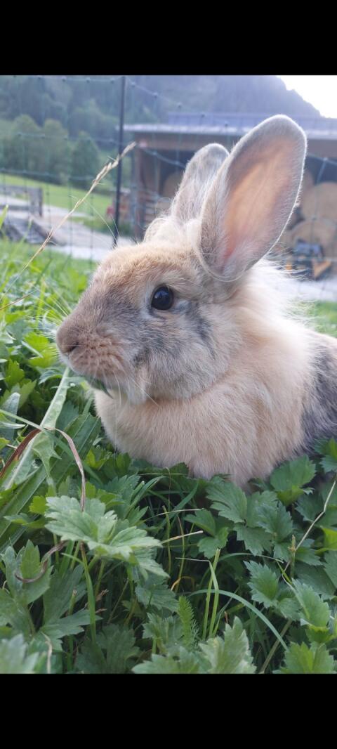 Kaninchen