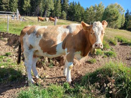 Bio Fleckvieh Kalbin trächtig