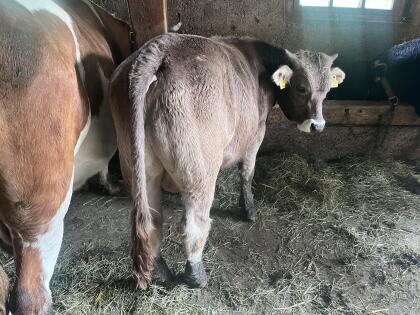 Original BV Stier