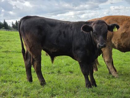 Stier für Mutterkuh LIxWB