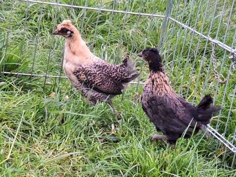 Isländisches Landnahmehuhn