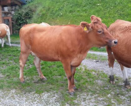 Hochträchtige FV Zuchtkalbinnen und 1x hochträchtige FV x Jersey