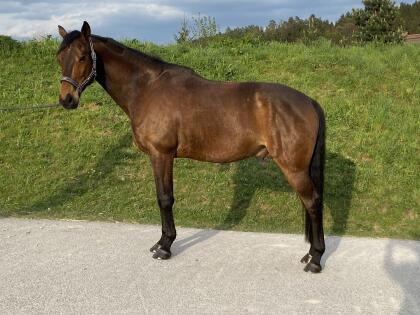 Ungarischer Warmblut Wallach 11 Jahre alt