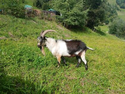 Pfauenziegenbock