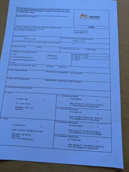 Verkaufe Zuchtwidder