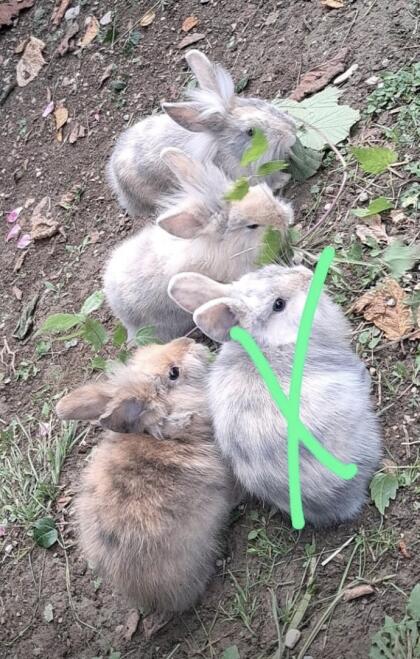 Hasen, Kaninchen
