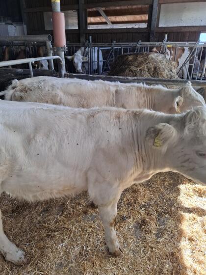 Charolais Absetzer weiblich