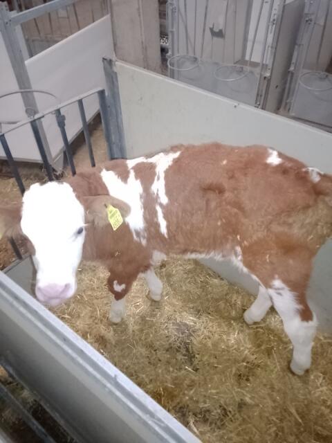 Verkaufe BIO-Stierkalb