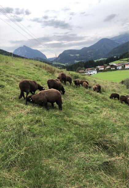 Jura Lämmer
