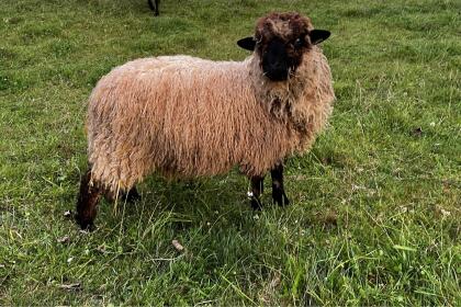 Schafbock Walliser Schwarznasenschaf x Shropshire