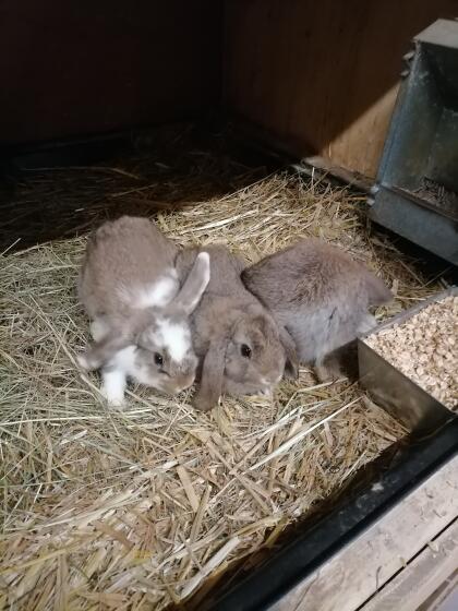 Zwergwidder Zwergkaninchen Weibchen