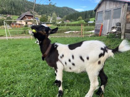 Junger Ziegenbock zu verkaufen