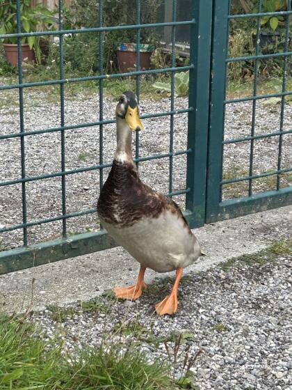 Laufenten/Wildenten