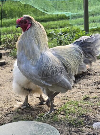 Lavender Araucaner Hahn