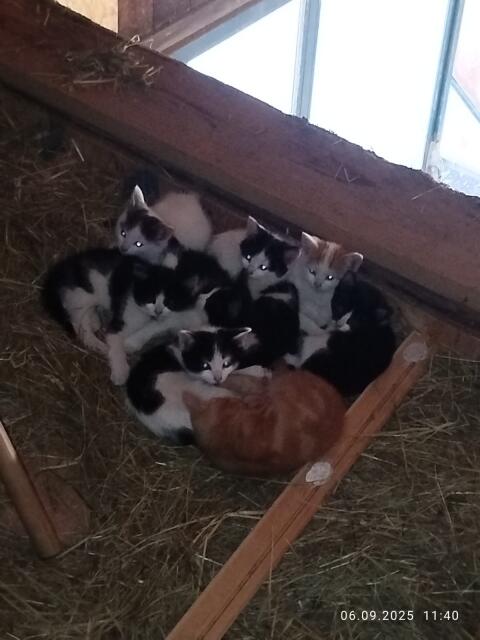 Katzenbaby