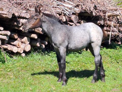 Noriker Hengstfohlen