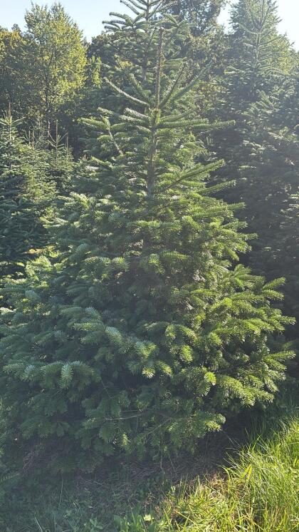 Christbäume