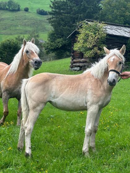Haflinger Stutfohlen