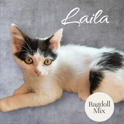 Ragdoll Mix Kätzchen