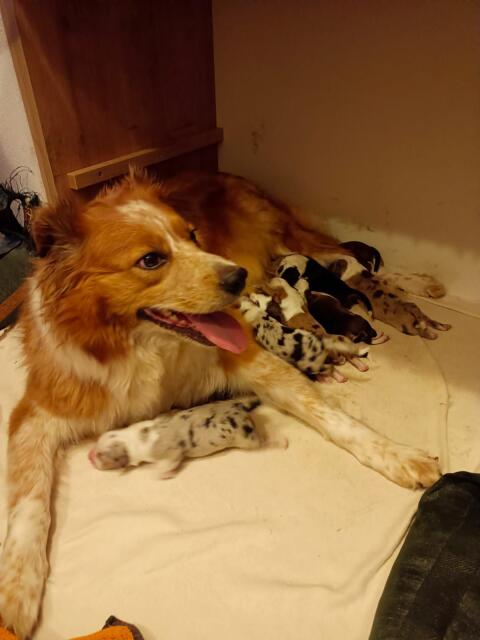 Border Collie Australian Shepherd Mischlingswelpen