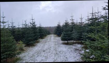 Christbäume Nordmanntannen