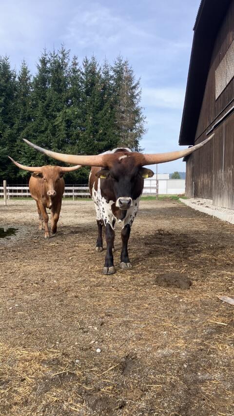 Texas Longhorn Rinder