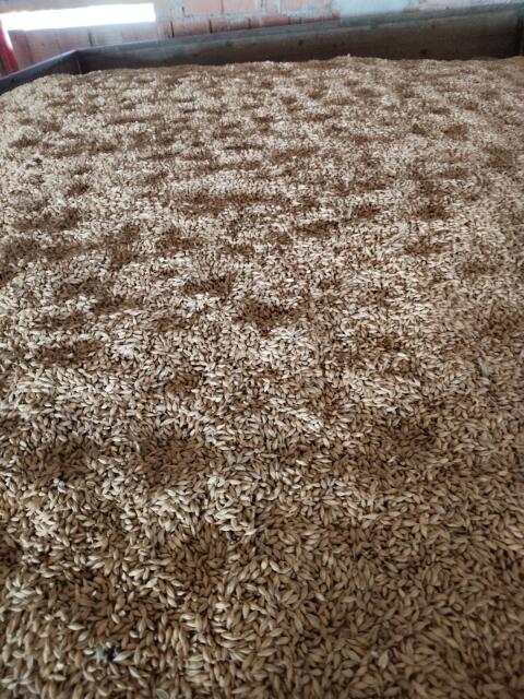 Triticale