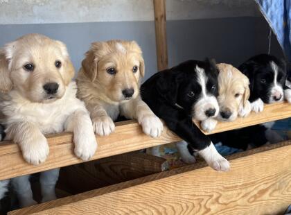 Hundewelpen