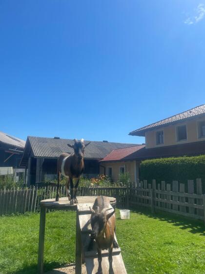 Zwergziegen