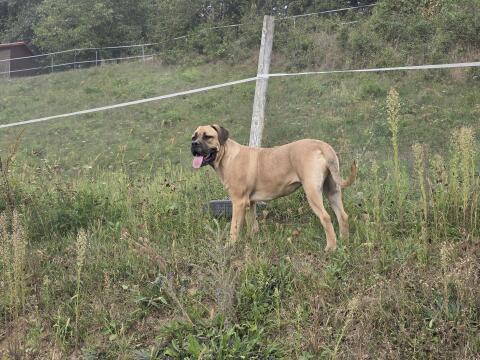 Cane Corso Hündin 10 Mon. mit Stammbaum abzugeben