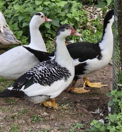 Herzschecken Warzenenten, Moschusenten