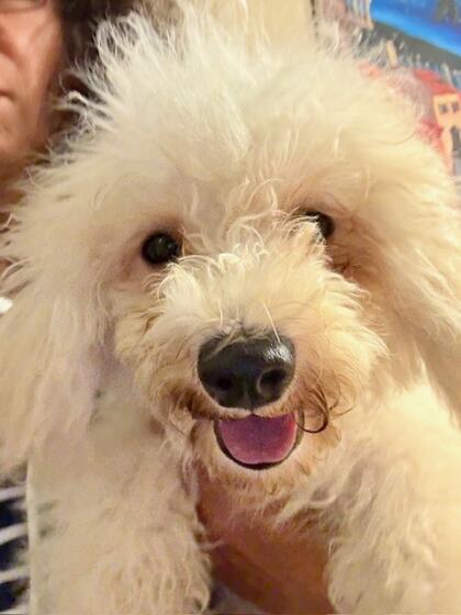 Bichon Frisé Welpe 5 Monate alt sucht ein Körbchen