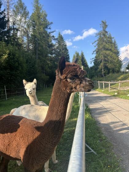 Alpaka Junghengst zum Verkaufen