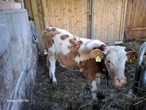 Mastkalb geb. 23.12.24